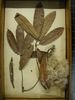 historical herbarium sample